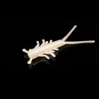 Creatura Lunker City Hellgies 4cm/0.4g, culoare Albino Shad